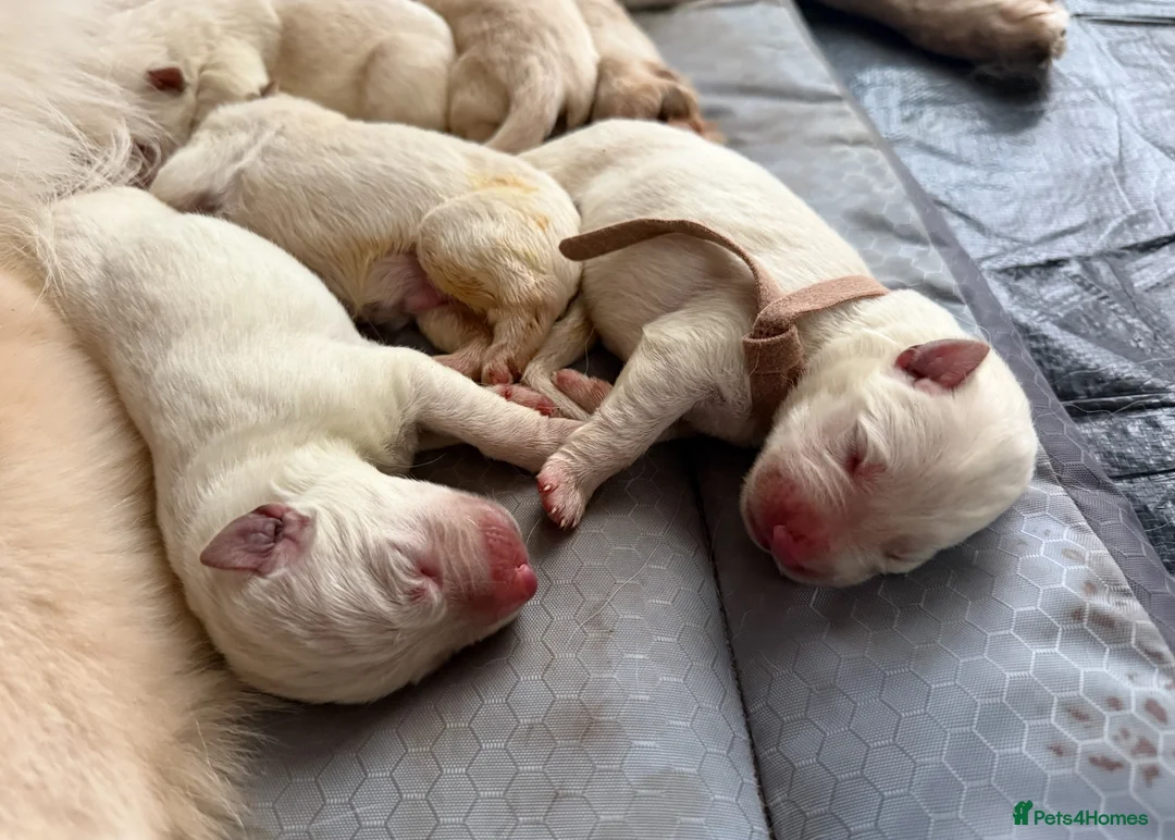 German Shepherd dogs for sale: Beautiful White Pedigree German Shepherd Puppies - Advert 1