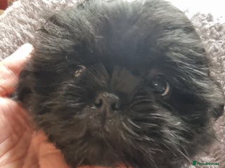 Shih Tzu dogs Dob 3/09/25 Kc 10 weeks old very tiny babies boys - Advert 1