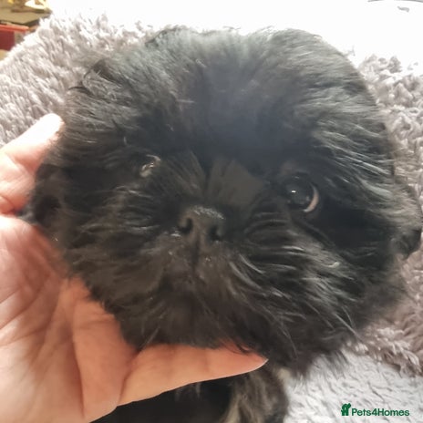 Shih Tzu dogs Dob 3/09/25 Kc 10 weeks old very tiny babies boys - Advert 4