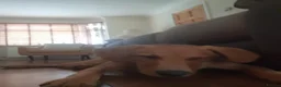 Labrador Retriever dogs for sale: Mr melton in Wisbech - Advert 2