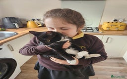 Mixed Breed cats for sale: Loving male cat for rehoming - Image 2