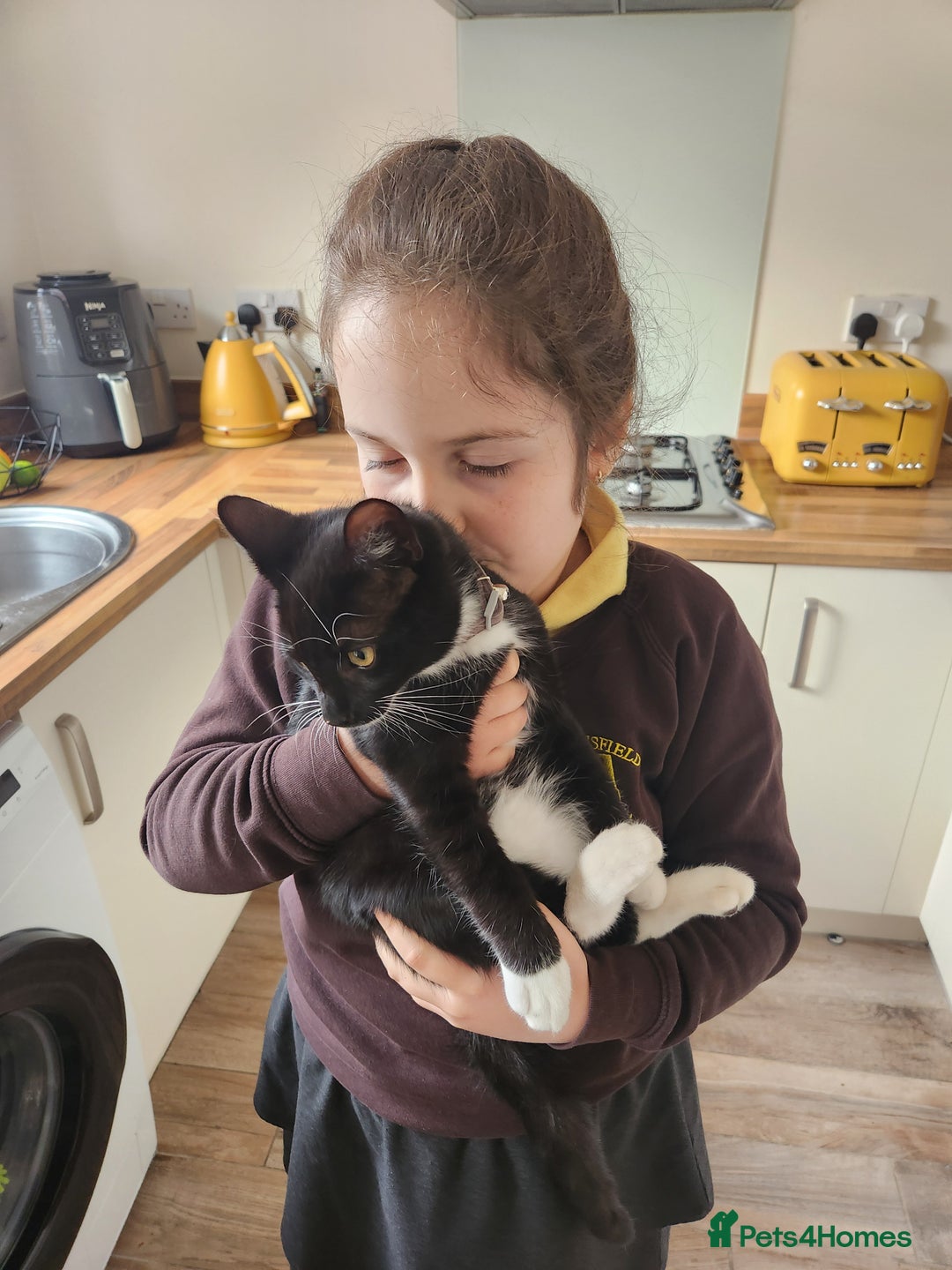 Mixed Breed cats for sale: Loving male cat for rehoming - Image 2