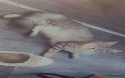 Maine Coon cats for sale: Maine coon kittens - Image 5
