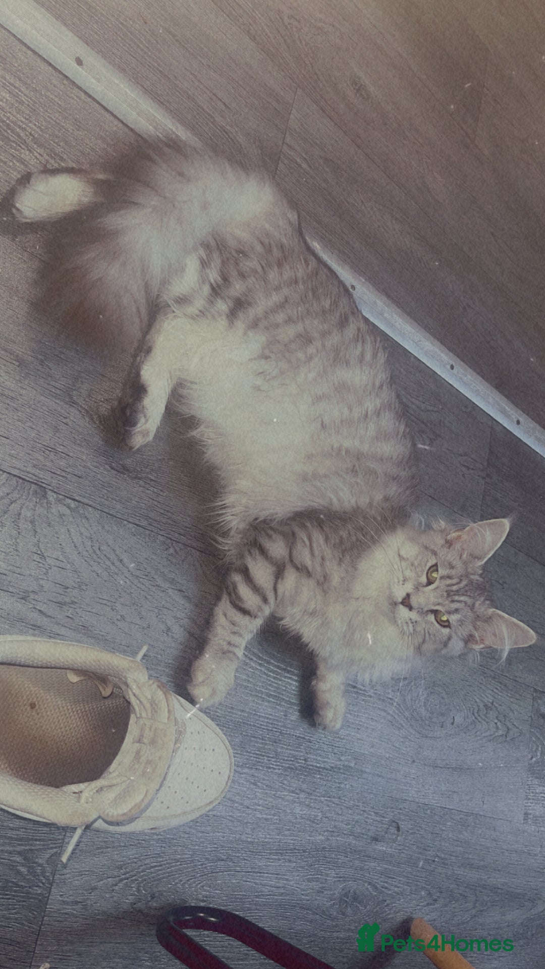 Maine Coon cats for sale: Maine coon kittens - Image 5