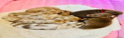 Miniature Dachshund dogs for stud: Dapple Piebald Stud 💫  - Advert 25