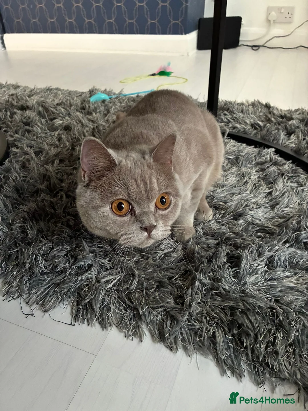 British Shorthair cats for sale: Gorgeous 8 Month Lilac BSH Male Nuetered - Advert 5