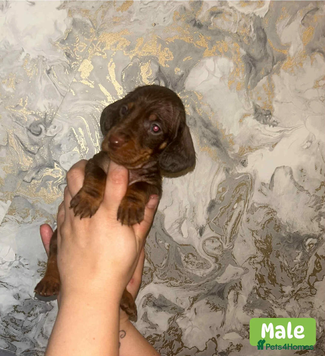 Miniature Dachshund dogs for sale: Minature Dachshund puppys  - Advert 10