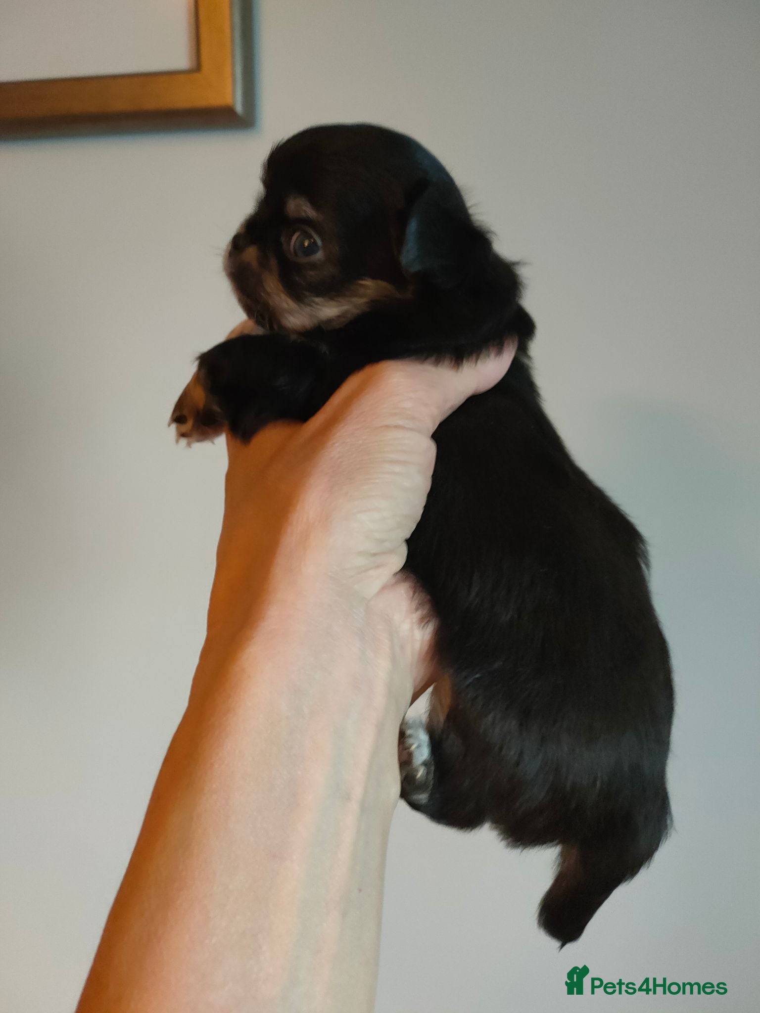 Chihuahua dogs Stunning long coat chihuahua puppies  - Advert 2