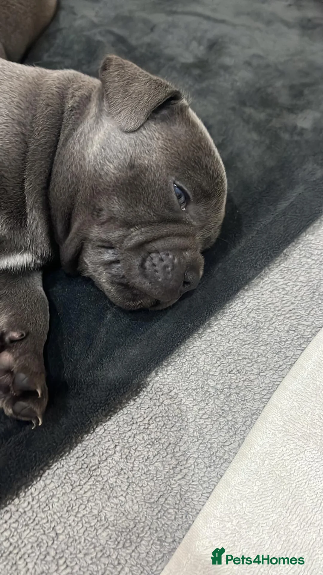 Staffordshire Bull Terrier dogs for sale: KC Champion Blue Staffordshire bull terrier - Advert 8