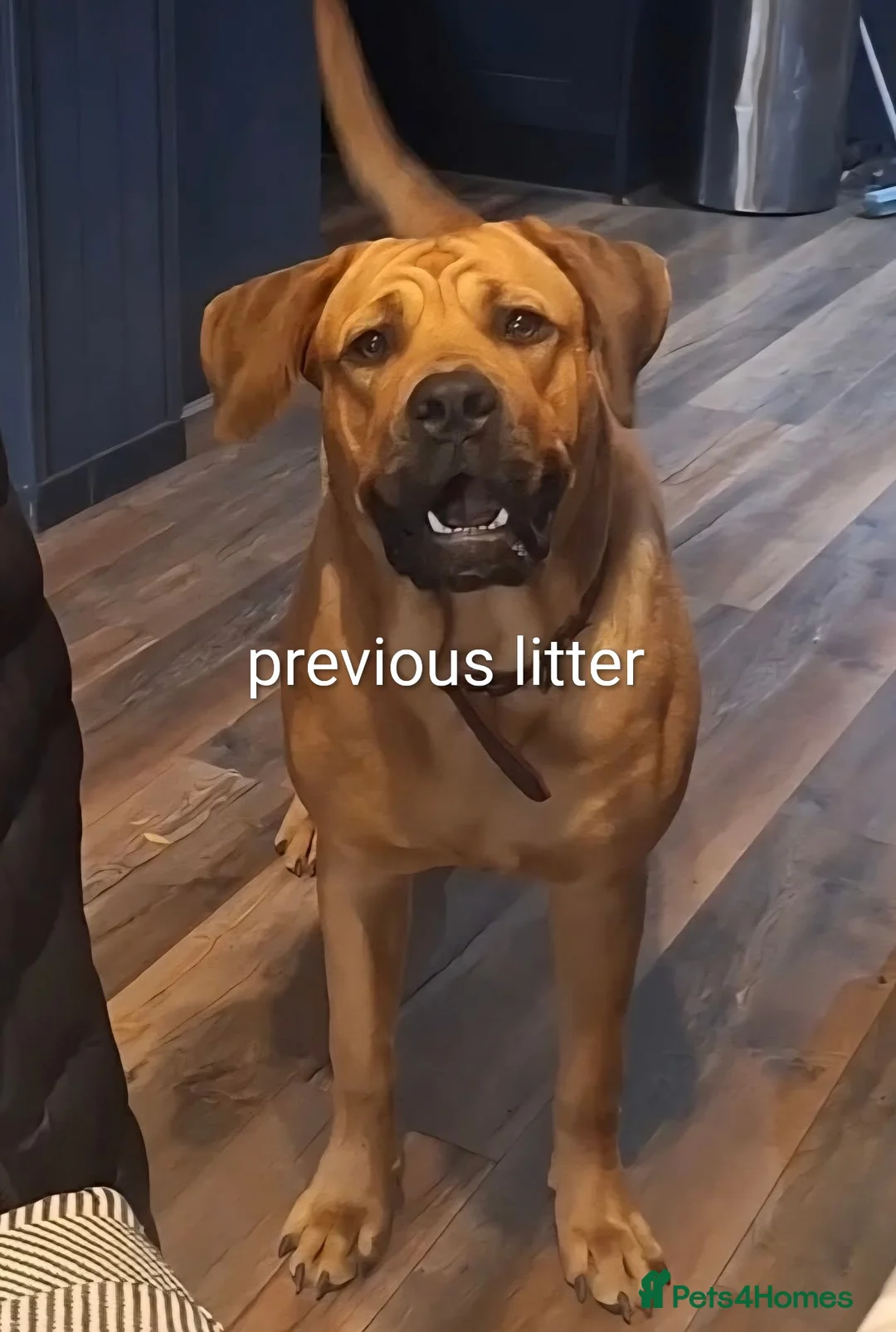 Mixed Breed dogs for sale: Rott de Bordeaux  - Advert 8