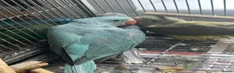 Parrots birds for sale: blue alexandrines  in Dudley - Advert 5