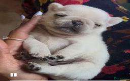 Pug dogs for sale: Pug pups  - Image 2