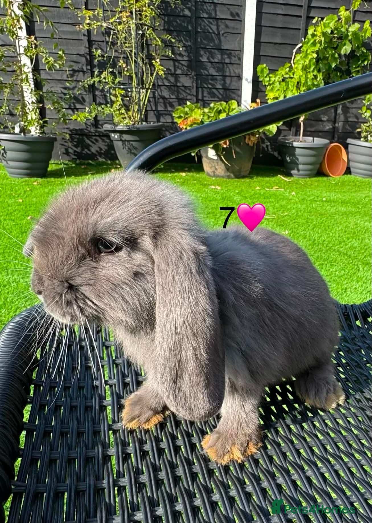 French Lop rabbits Pure French lops - Advert 11