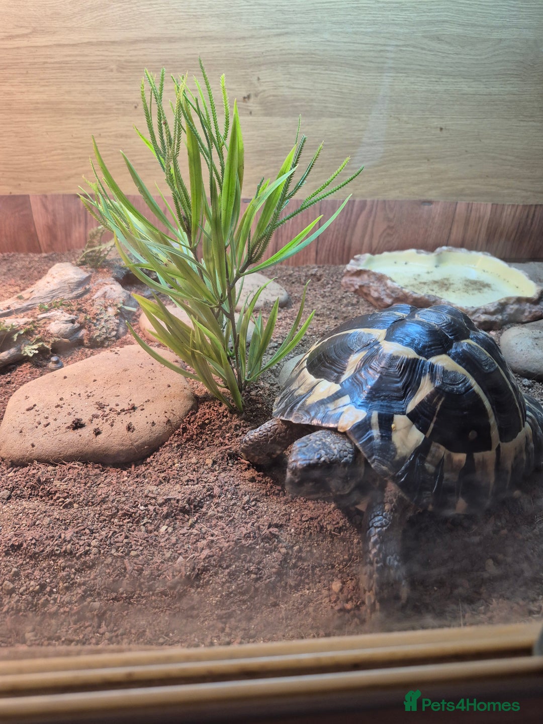 Hermann Tortoise reptiles for sale: beautiful girl  - Advert 2