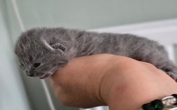 British Shorthair cats for sale: Excellent Quality BSH kittens for Reservation - Image 13