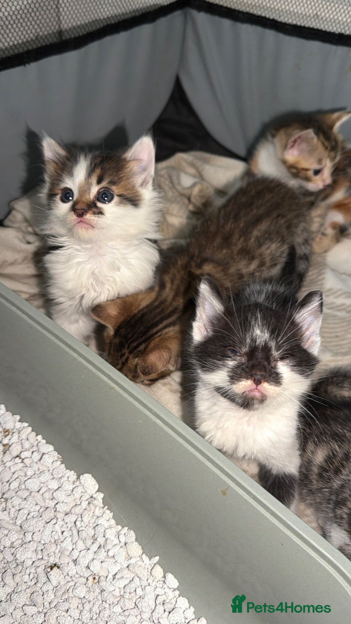 Bengal cats Bengal / Norwegian forest - Advert 15