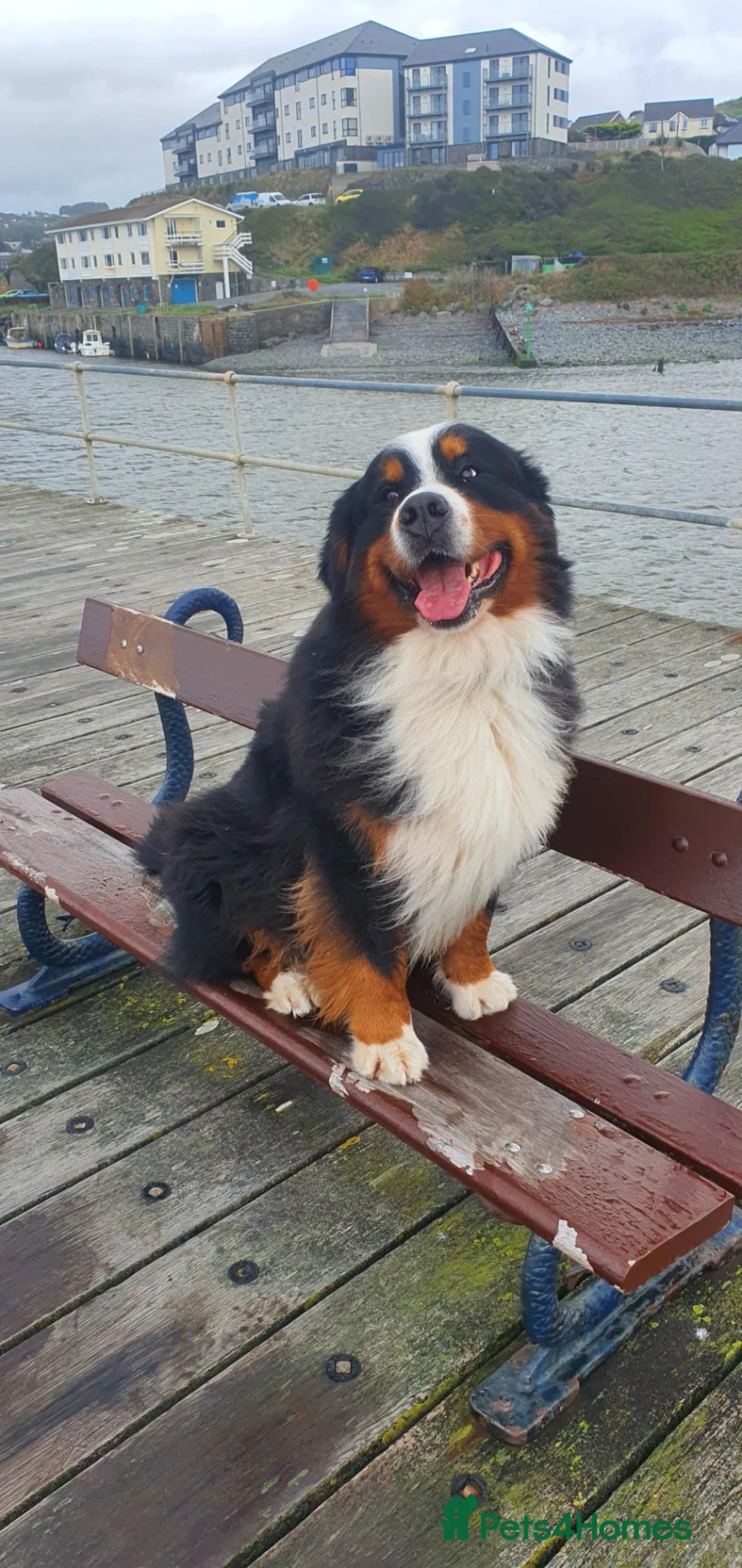 Bernese Mountain Dog dogs for stud: Bernese mountain dog-proven stud in Boston - Advert 1