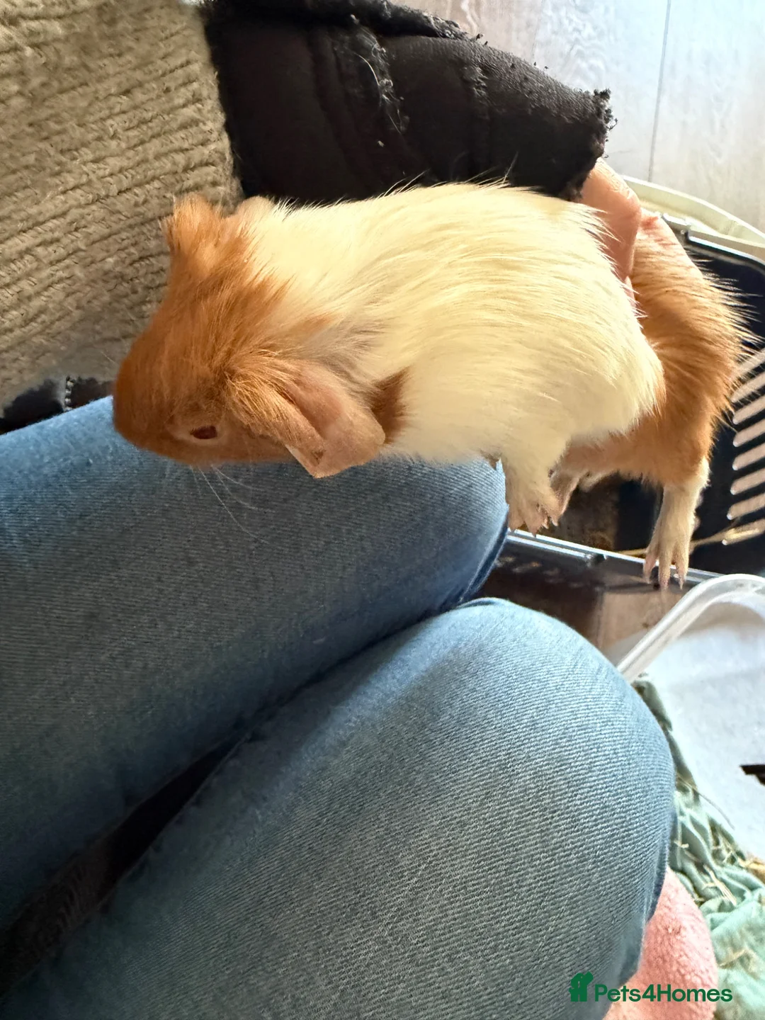Guinea Pig rodents for sale: 5 x boars two ready now all teddy x calis - Advert 2