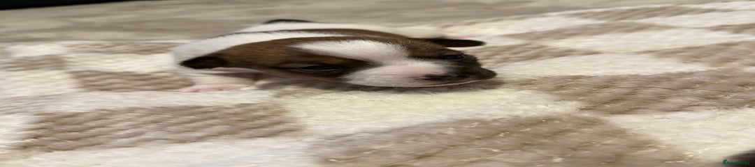 Jack Russell Puppy 4