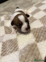 Jack Russell dogs - Advert 13