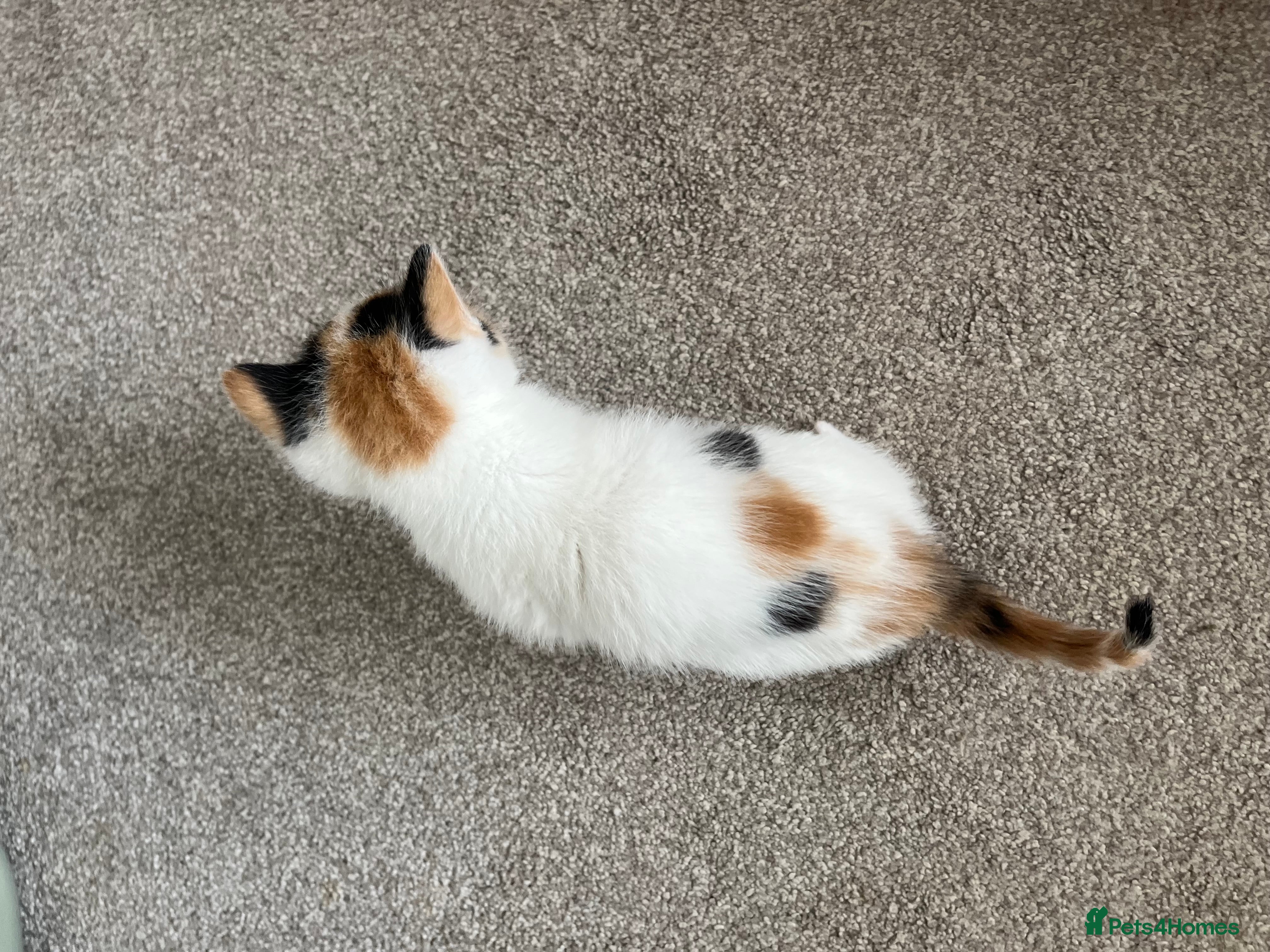 Mixed Breed cats for sale: 6 friendly and playful kittens - Advert 20