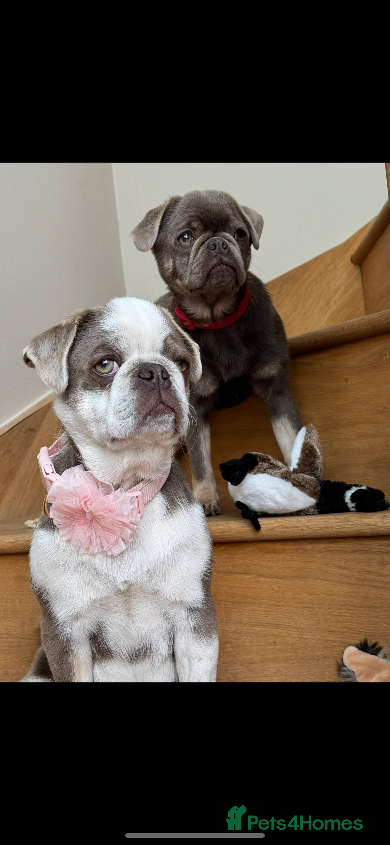 Pug dogs Pug puppies 1 boy 1 girl  - Advert 12