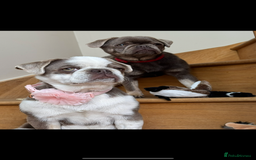 Pug dogs for sale: Pug puppies 1 boy 1 girl  - Image 1