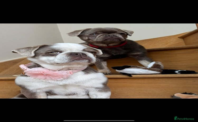 Pug dogs - Advert 4