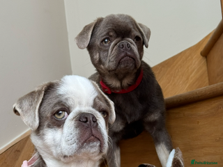 Pug dogs Pug puppies 1 boy 1 girl - Advert 1