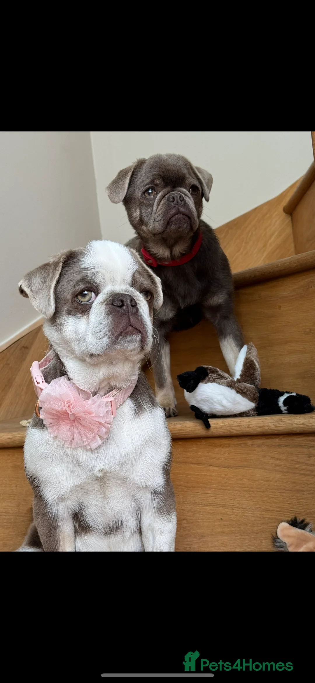 Pug dogs for sale: Pug puppies 1 boy 1 girl  - Advert 1