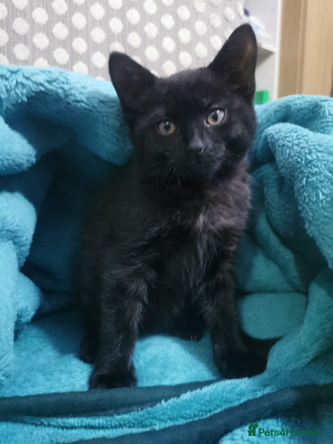Domestic Shorthair cats for sale: Adorable little black panther 🖤☺️ - Image 1