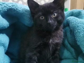 Domestic Shorthair cats - Advert 38