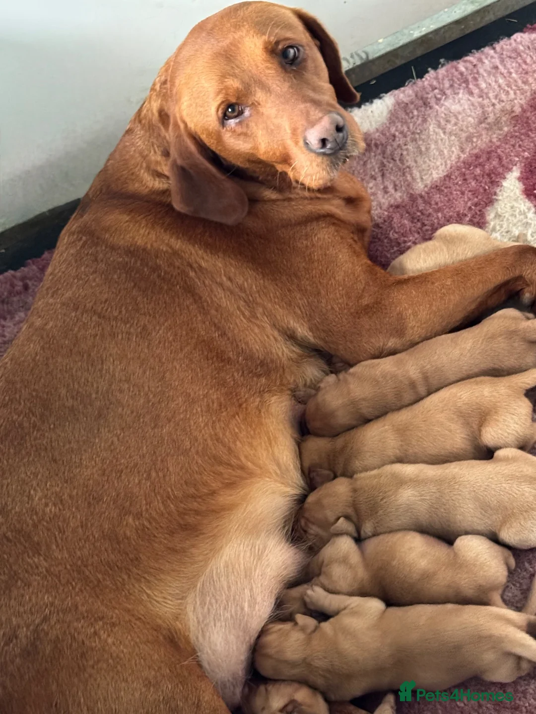 Labrador Retriever dogs for sale: True Fox Red Labrador Litter Boys & Girls  - Advert 15