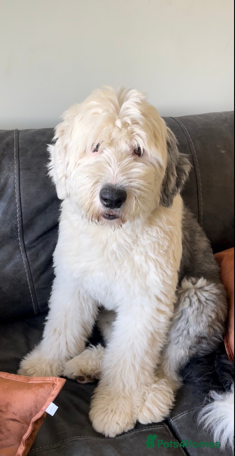 Old English Sheepdog dogs Chester Lovable Proven KC Old English Sheepdog in King's Lynn - Advert 1