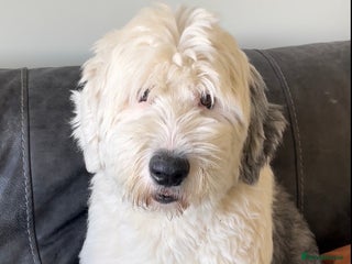 Old English Sheepdog dogs in King's Lynn - Advert 1