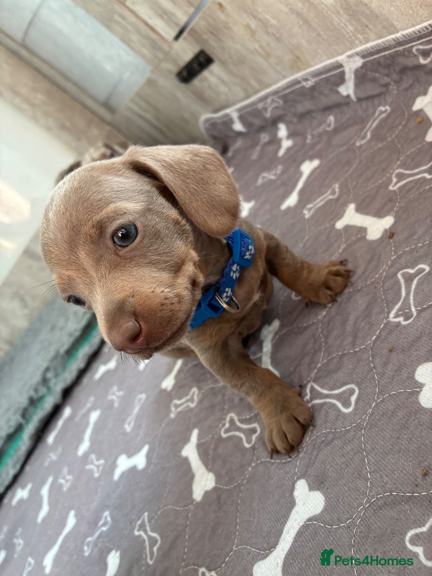 Miniature Dachshund dogs 1 gorgeous boy miniature dachshund  - Advert 1