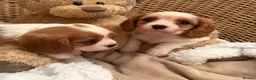 Cavalier King Charles Spaniel dogs for sale: DNA Clear KC Registered Cavalier Kcs Pups - Advert 10