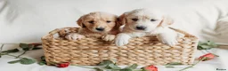Golden Retriever dogs for sale: Beautiful golden retrievers - Advert 5