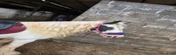 Irish Cob horses for sale: Bindi the unicorn - Advert 3
