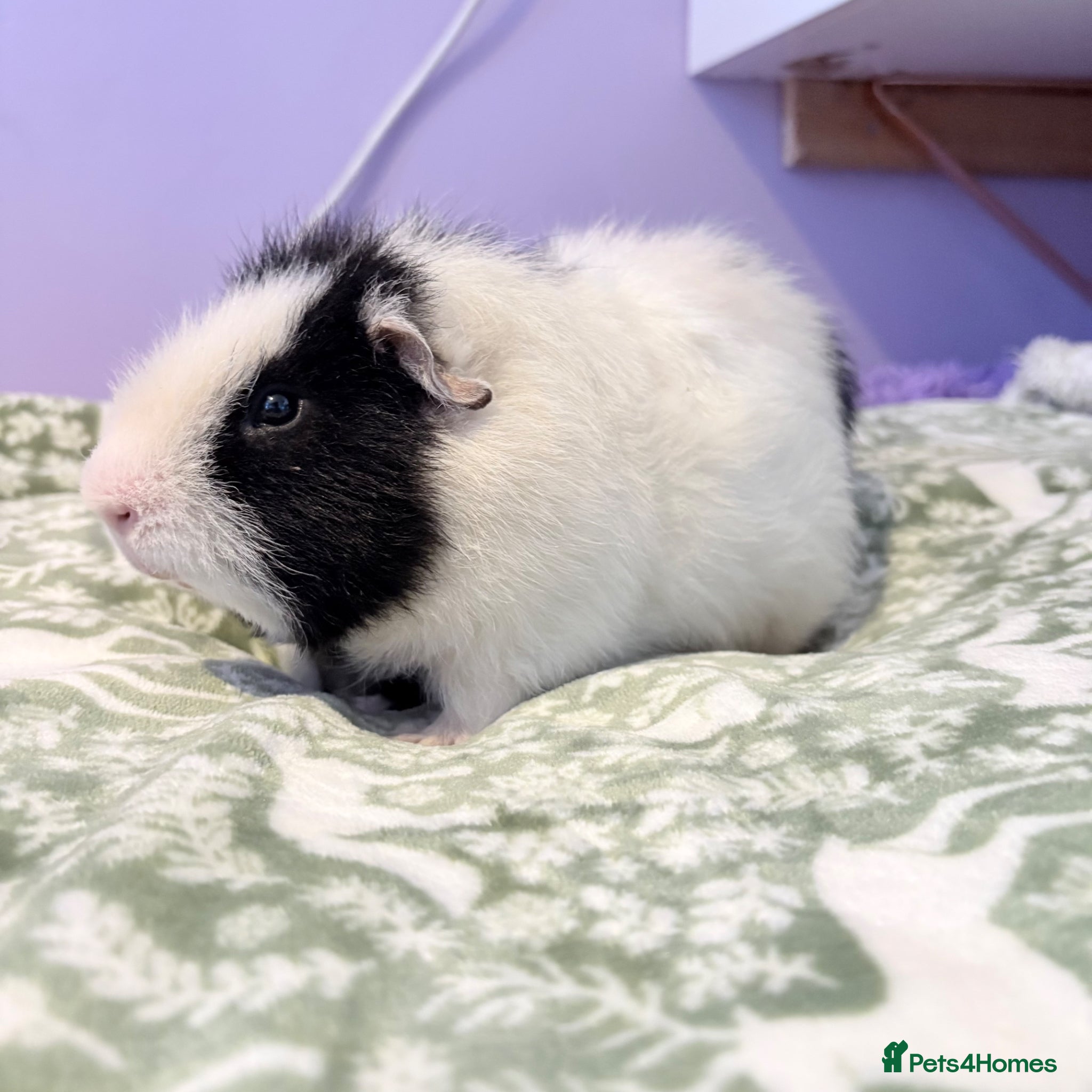 Guinea Pig rodents Beautiful Guniea pigs for sale boys  - Advert 2