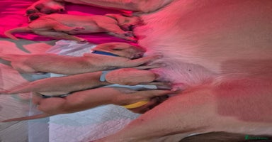 Labrador Retriever dogs Labrador Retriever Puppies KC Registered  - Advert 1