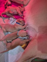 Labrador Retriever dogs Labrador Retriever Puppies KC Registered - Advert 1