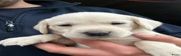 Labrador Retriever dogs for sale: KC LABRADOR RETRIEVER PUPPIES - Advert 11