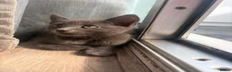 Mixed Breed cats for sale: 2 kittens for sale in Southampton - Advert 9