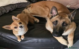 Chihuahua dogs for stud: PUREBRED CHIHUAHUA FOR STUD ONLY APPLE HEADED   - Image 11