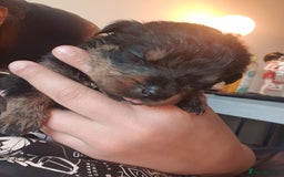 Rottweiler dogs for sale: Chunky big boned rottweilers  - Image 37
