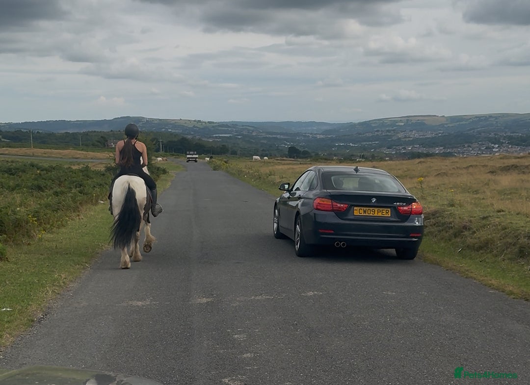 Irish Cob horses for sale: 14hh 6 year old gelding cob - Image 6