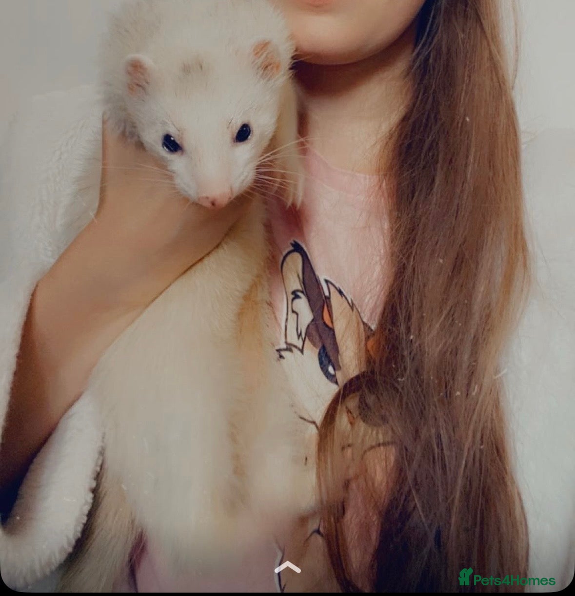 Ferret rodents Two ferrets for sale  - Advert 1