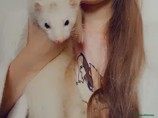 Ferret rodents Two ferrets for sale - Advert 1