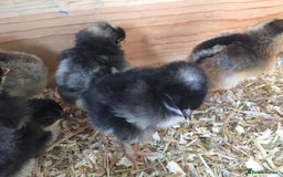 Chickens poultry for sale: Chicks for sale  - Image 1